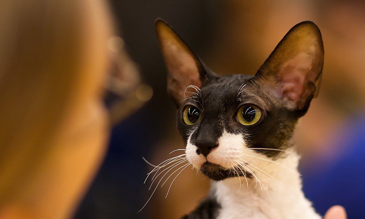 cornish rex