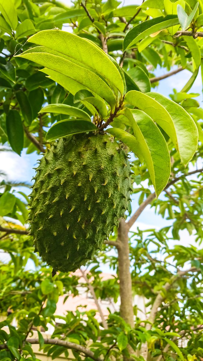 Soursop (also graviola, guyabano, and in Latin America, guanÃ¡bana) is the fruit of Annona muricata.