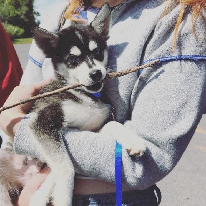 Sophie Turner introduced her very own "direwolf" doggy on Instagram! "Meet the newest addition to the krew @porkybasquiat," the <i>Game of Thrones</i> star wrote along with the cute photo. In only three days, the Husky puppy has gained over 44K in followers on the Instagram Sophie created.
Photo: Instagram/@sophiet