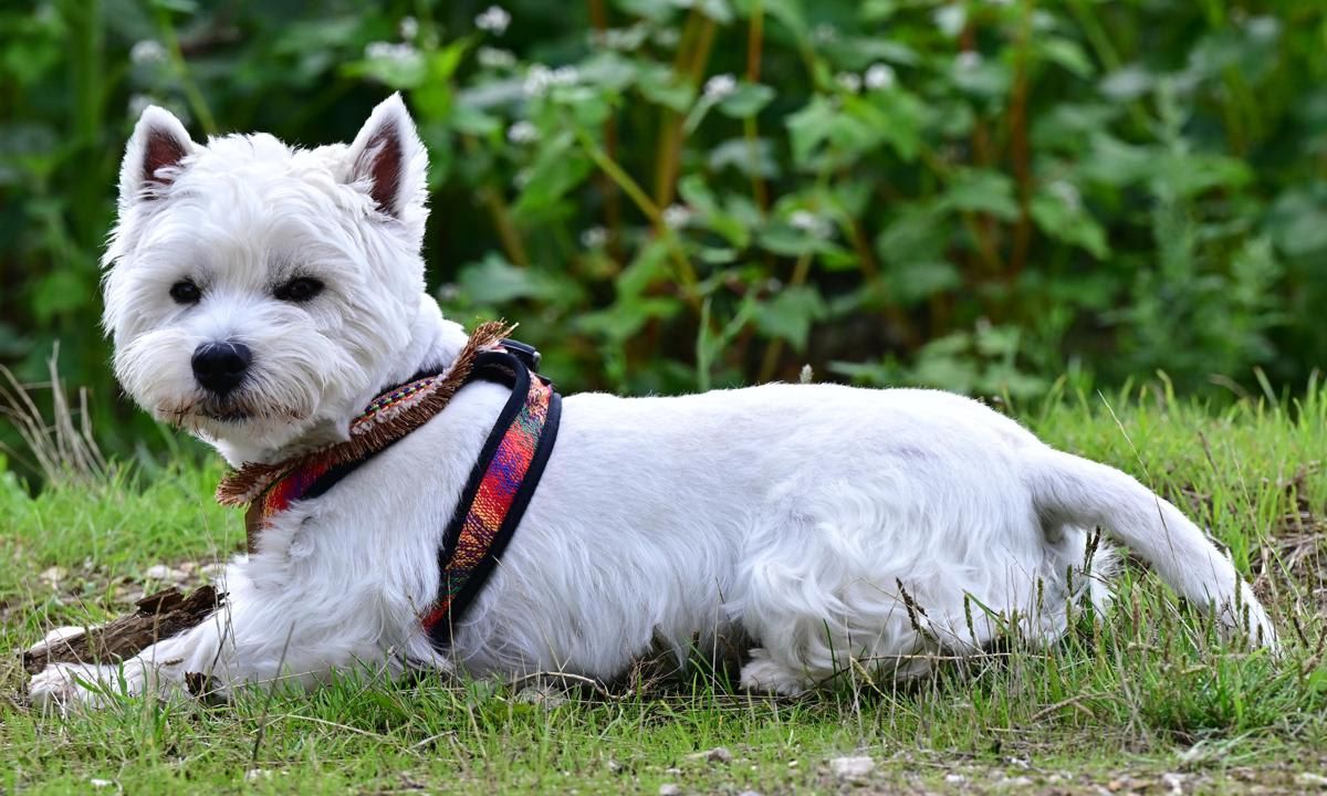 West Highland Terrier, Sacha, Lands Star Gig