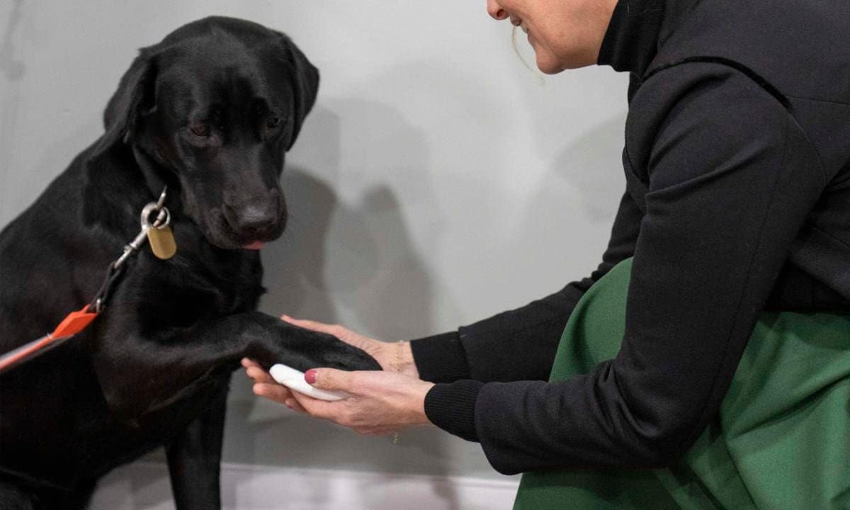 The Countess Of Wessex Visits The Guide Dogs Hub In Reading