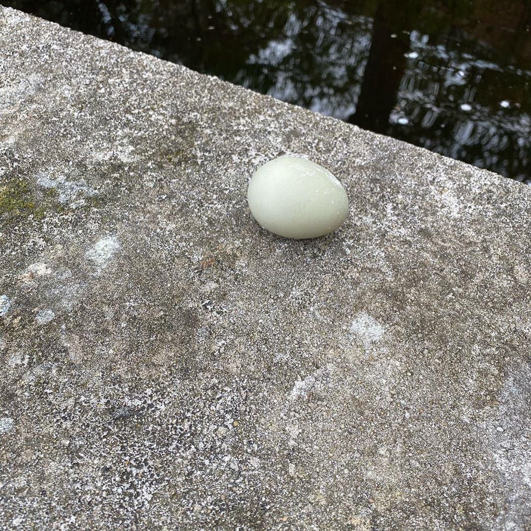 Salma Hayek shares a picture of a duck egg that she found