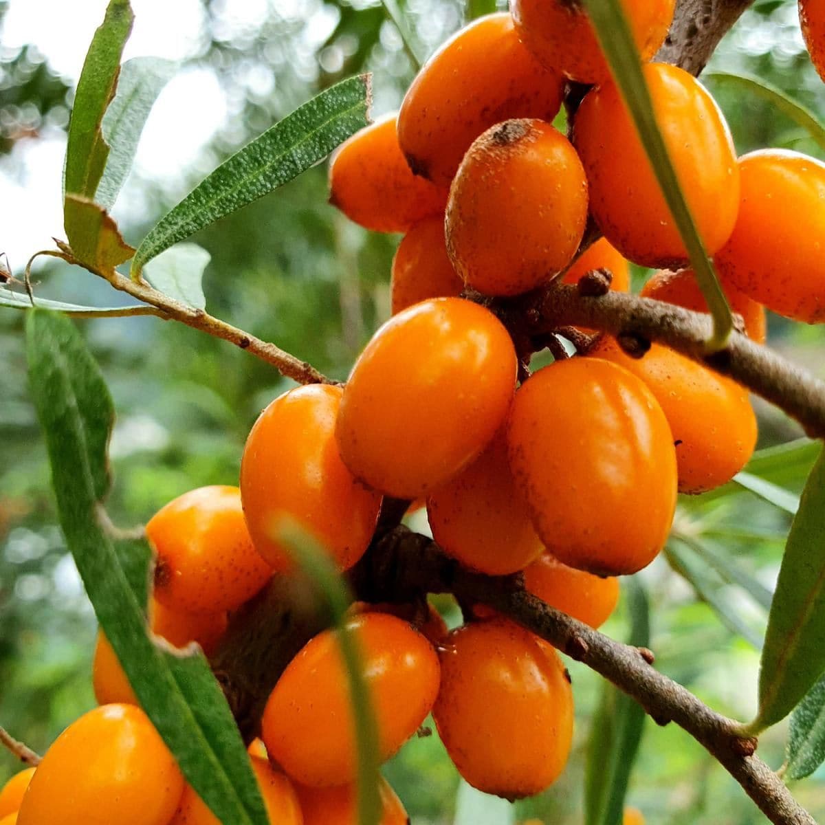 sea buckthorn berries