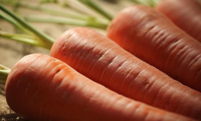 Close up de zanahorias