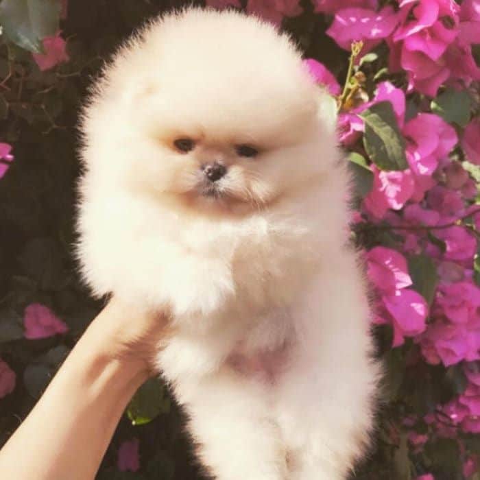 Kim Kardashian and Kourtney got their daughters North and Penelope sibling pups. On June 11, Kim shared several photos of Honey and North's dog, who was at the time nameless.
Photo: Instagram/@kimkardashian