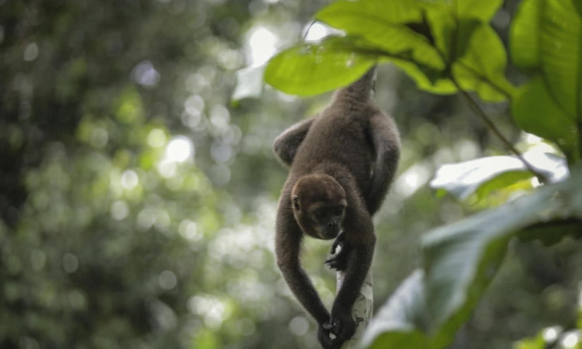 The Amazon Rainforest's Rich Biodiversity in Peril as Deforestation Ravages the Land