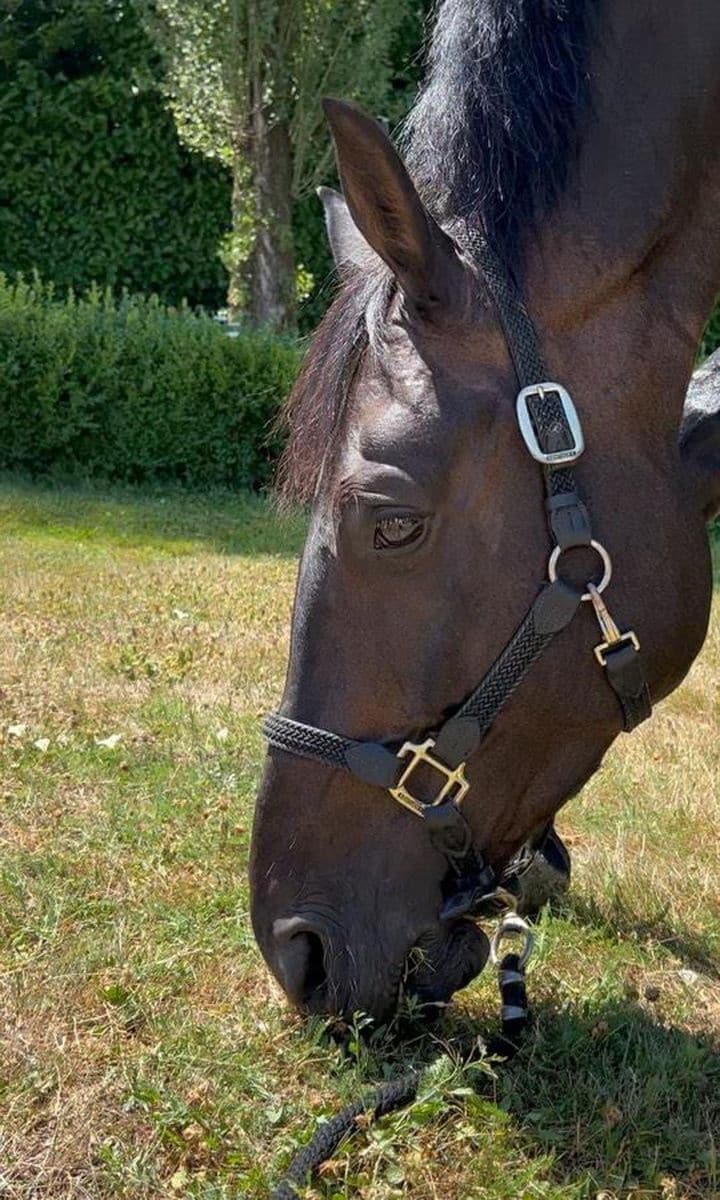 El caballo de Mathilde Pinault