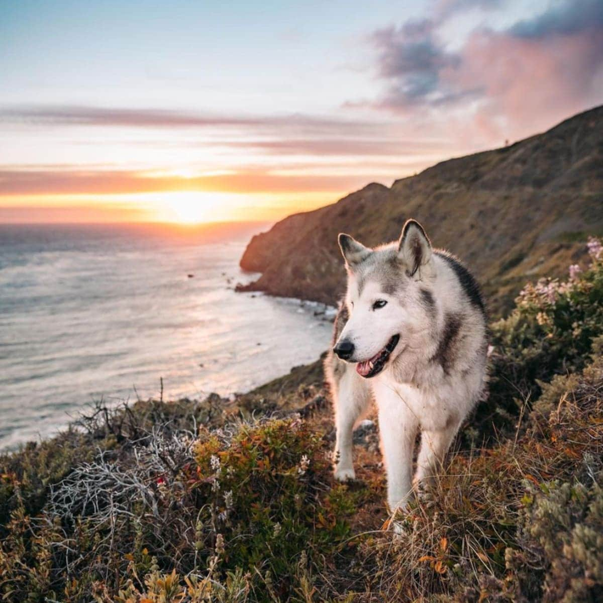 Loki the Wolfdog