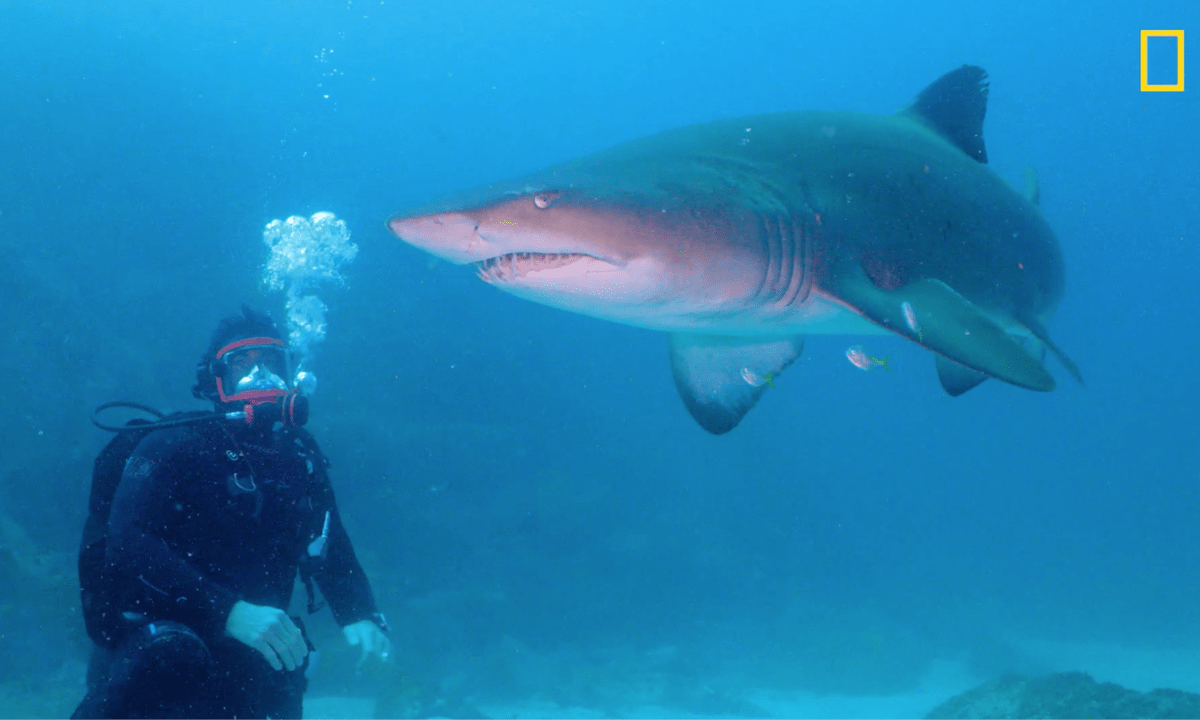 Chris Hemsworth swimming with sharks