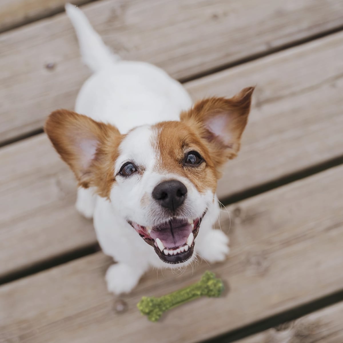 Clean teeth for cats and dogs