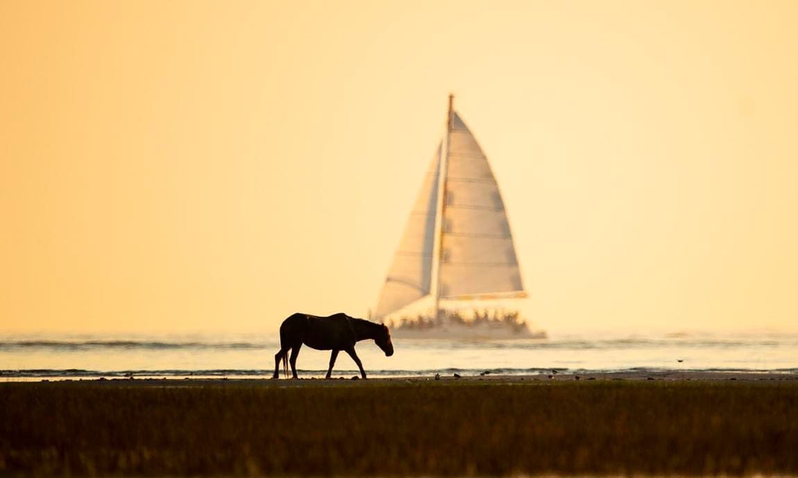 A wild horse walks along the coast of Beaufort