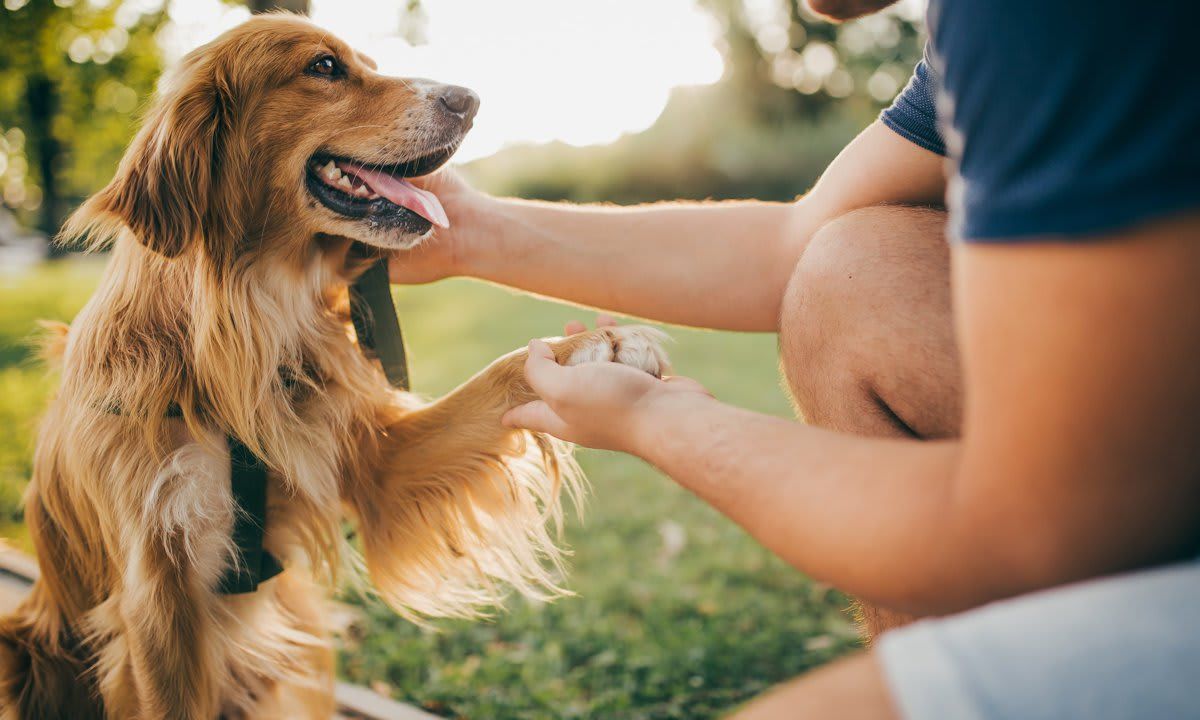 Guy and his dog, golden retriever,city park.