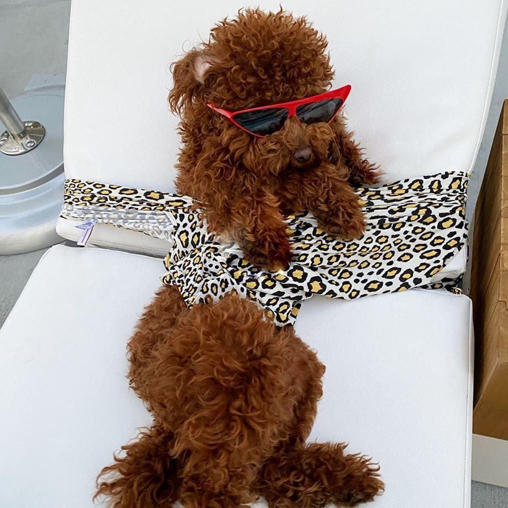 Lele Pons' poodle posing in swimsuit and sunglasses