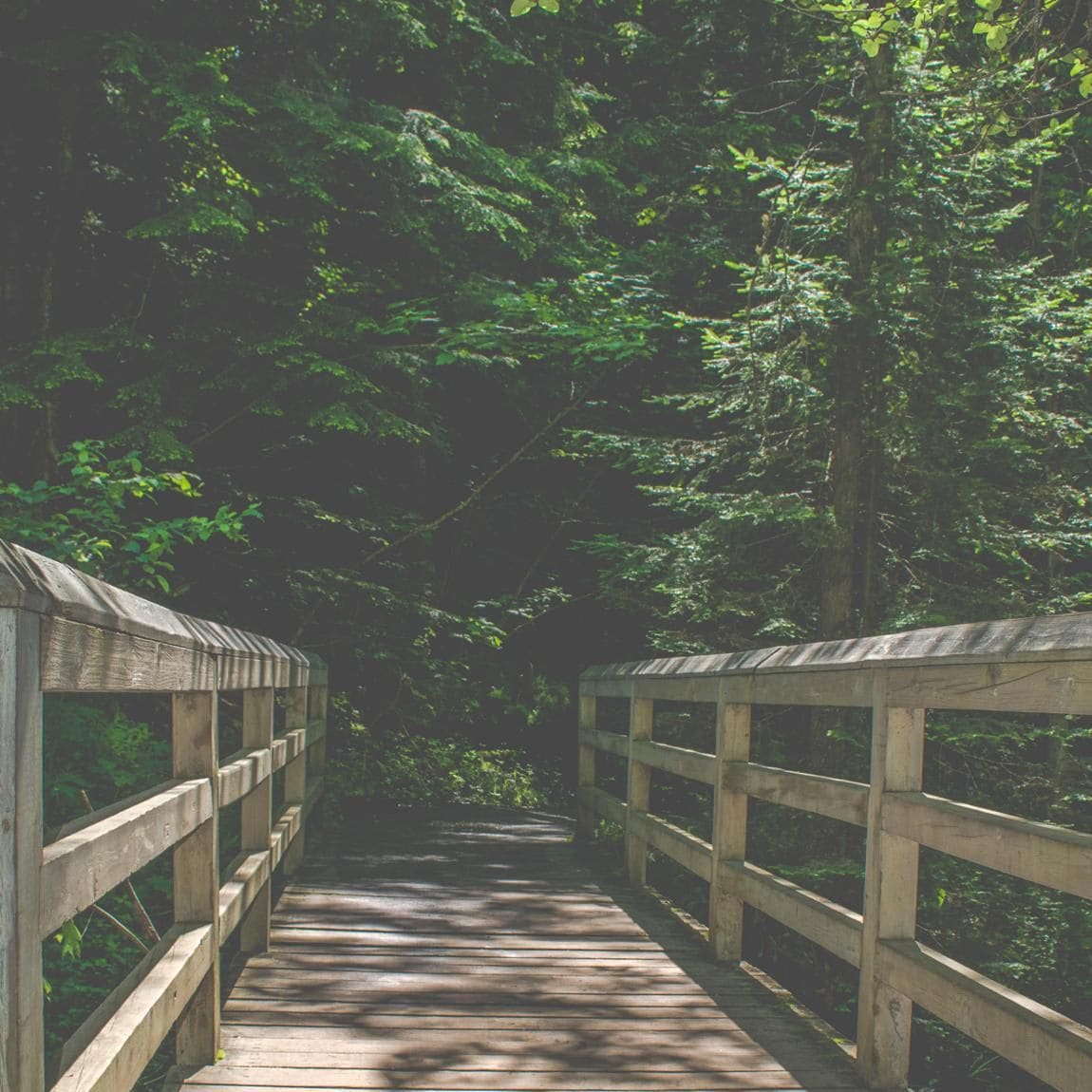 Forest path with bridge