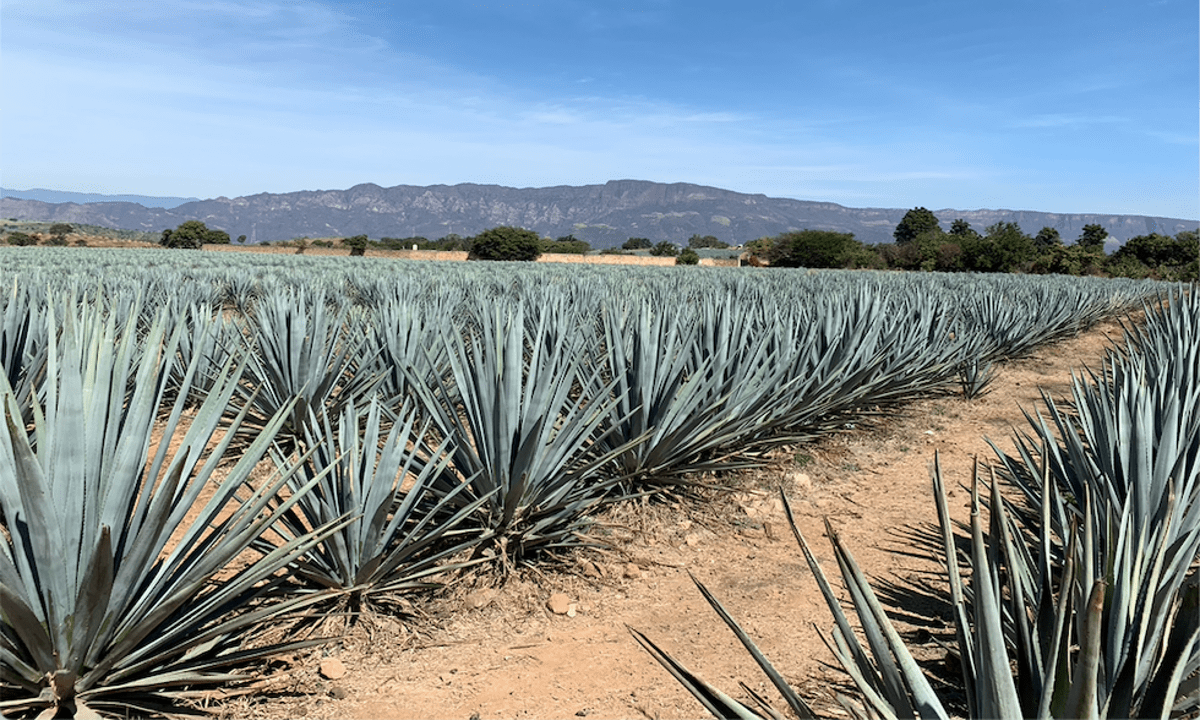 Tequila, Jalisco