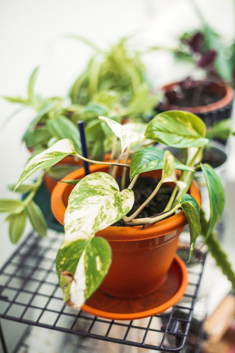 Golden Pothos (Epipremnum aureum)