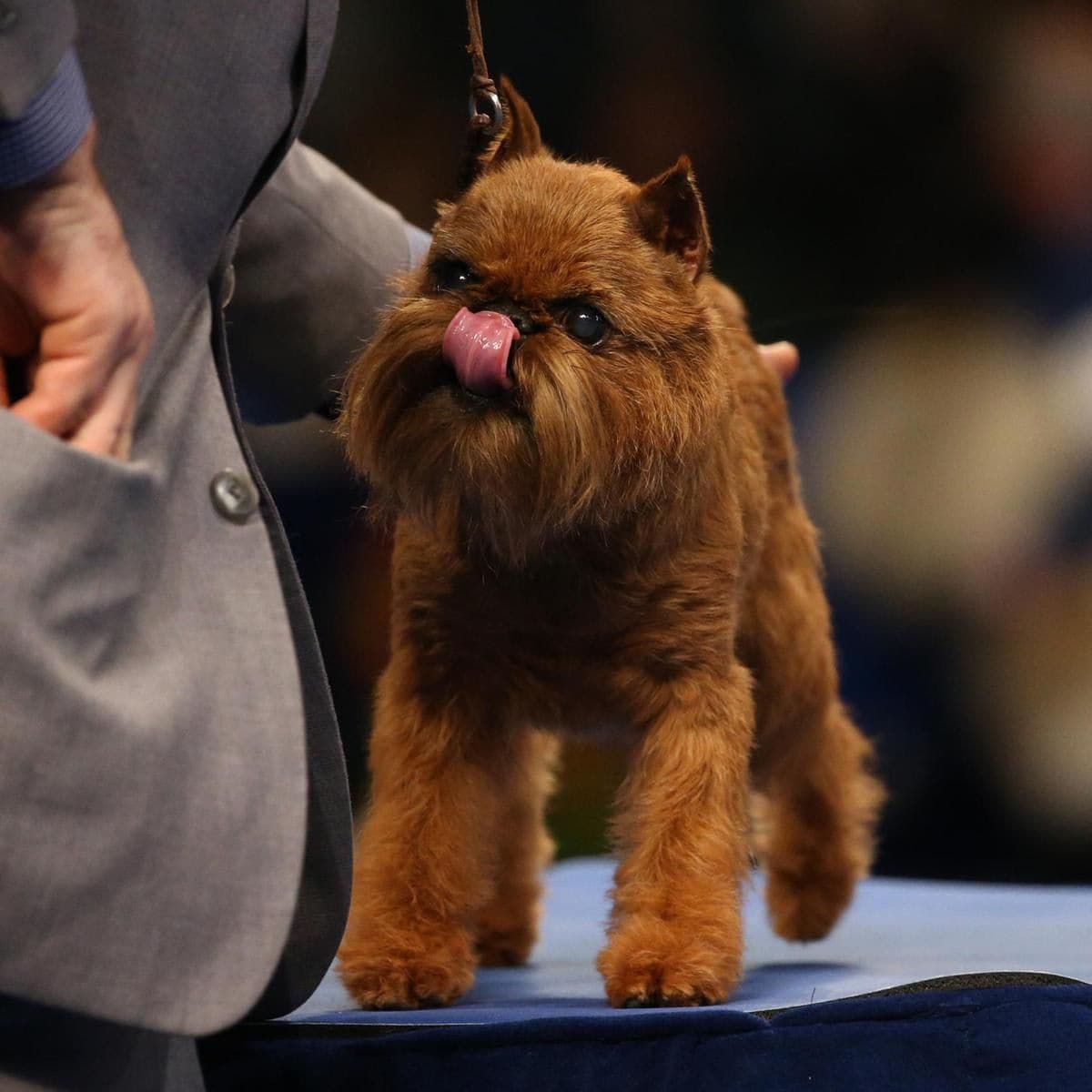 The National Dog Show Presented By Purina - Season 2019