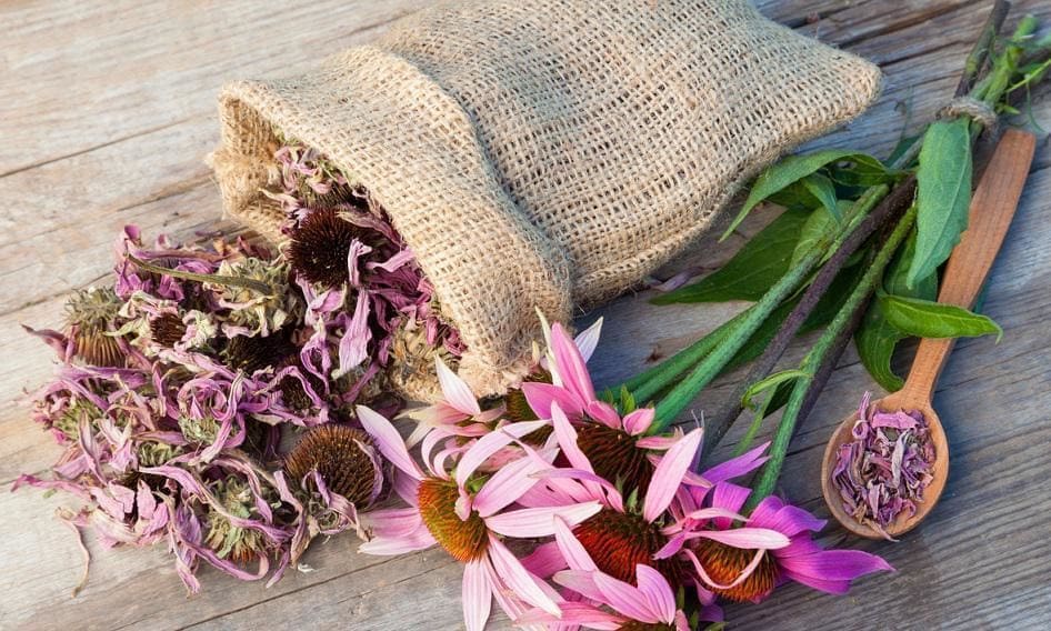 Echinacea flowers and roots.