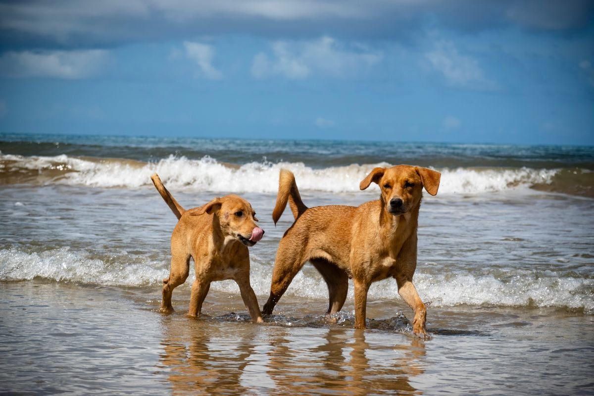 A stray 'caramelo' is playing on Cueira Beach on the island of Boipeba, Bahia, Brazil