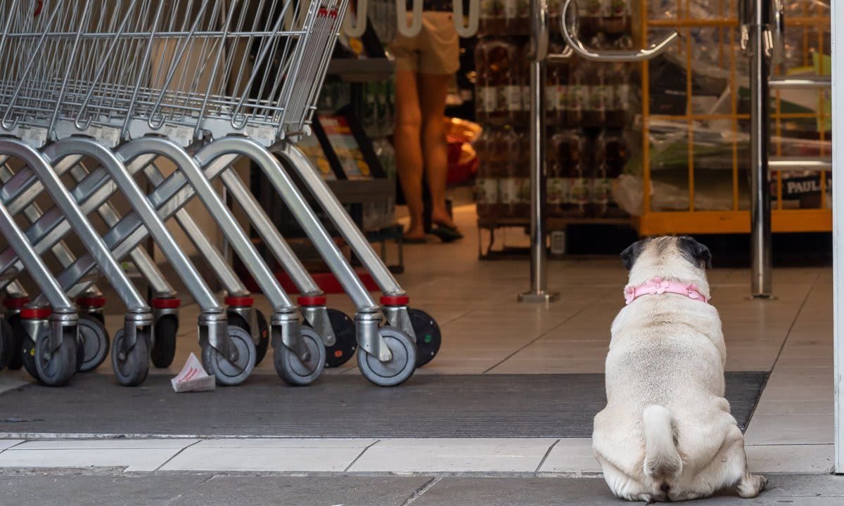 Pug waiting in front of supermarket