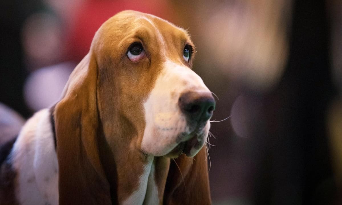 Crufts 2017   Day One