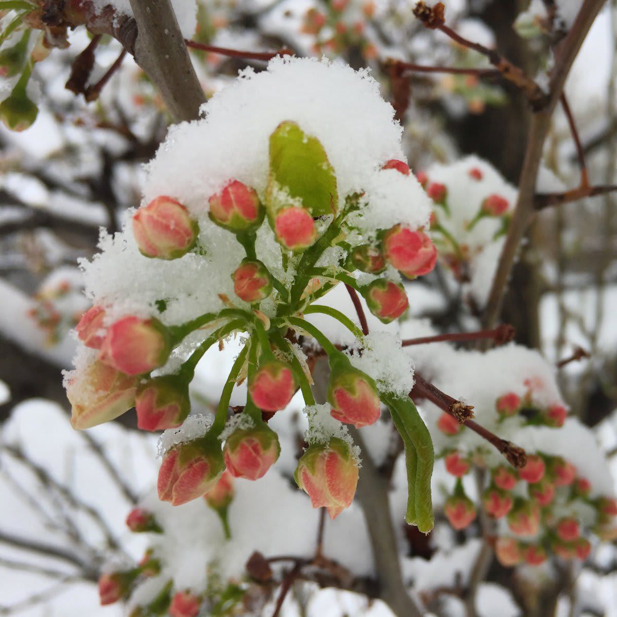 Spring Season Snowfall In Toronto