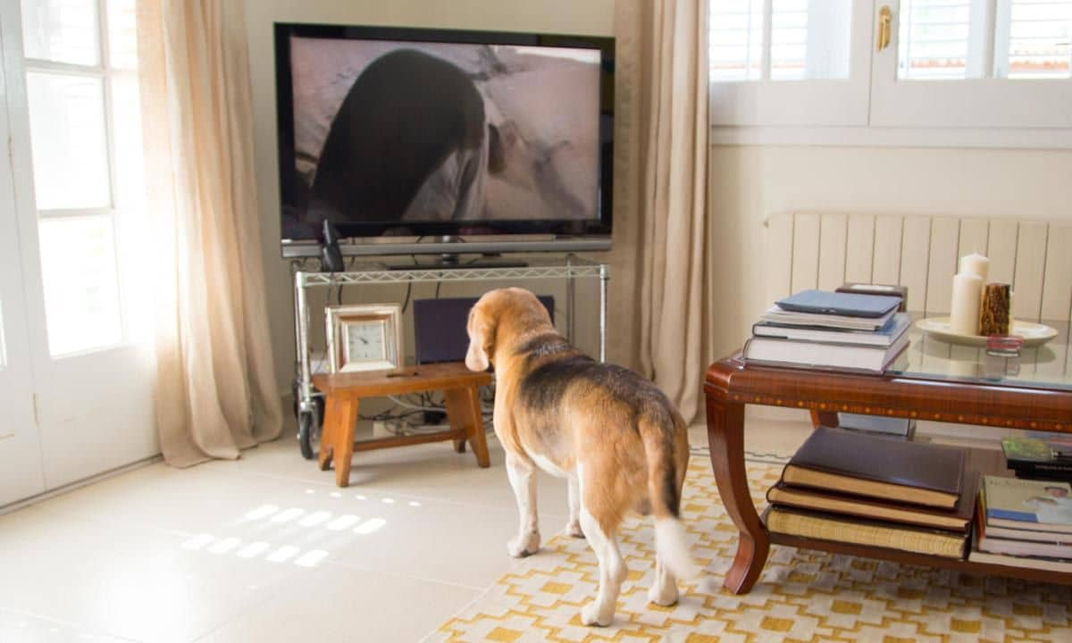 Pets Watching TV