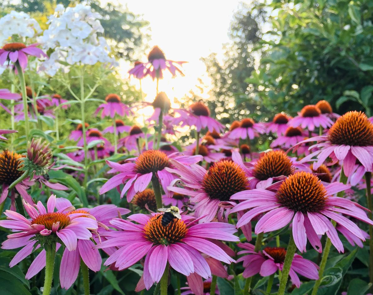 Coneflowers