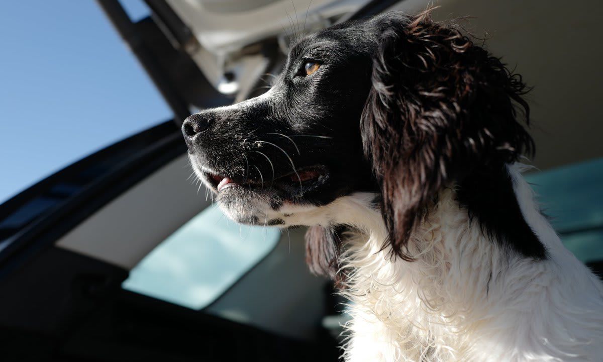 Truffle, English Springer Spaniel puppy on Seven Mile Beach, Lennox Head, New South Wales, Australia