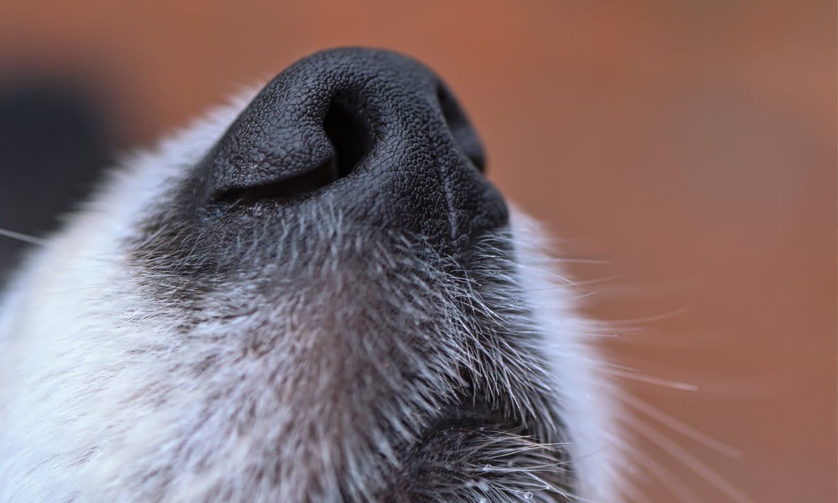 Nose of a dog