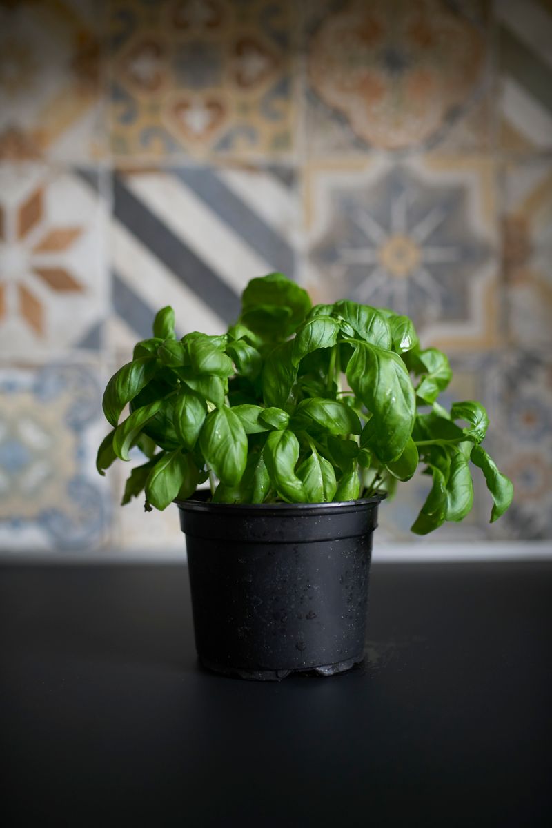  Basil