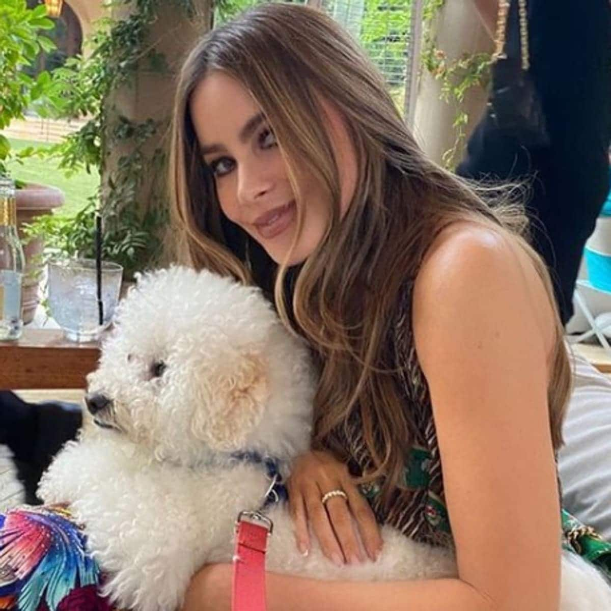 Sofia Vergara Instagram dogs