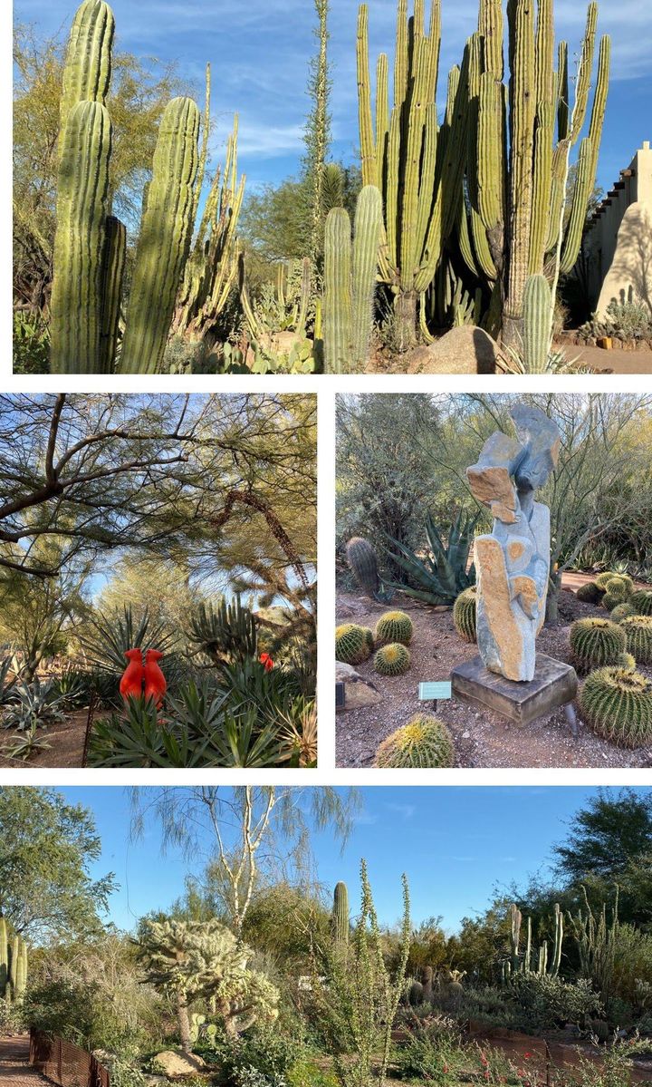 Desert Botanical Garden, Phoenix