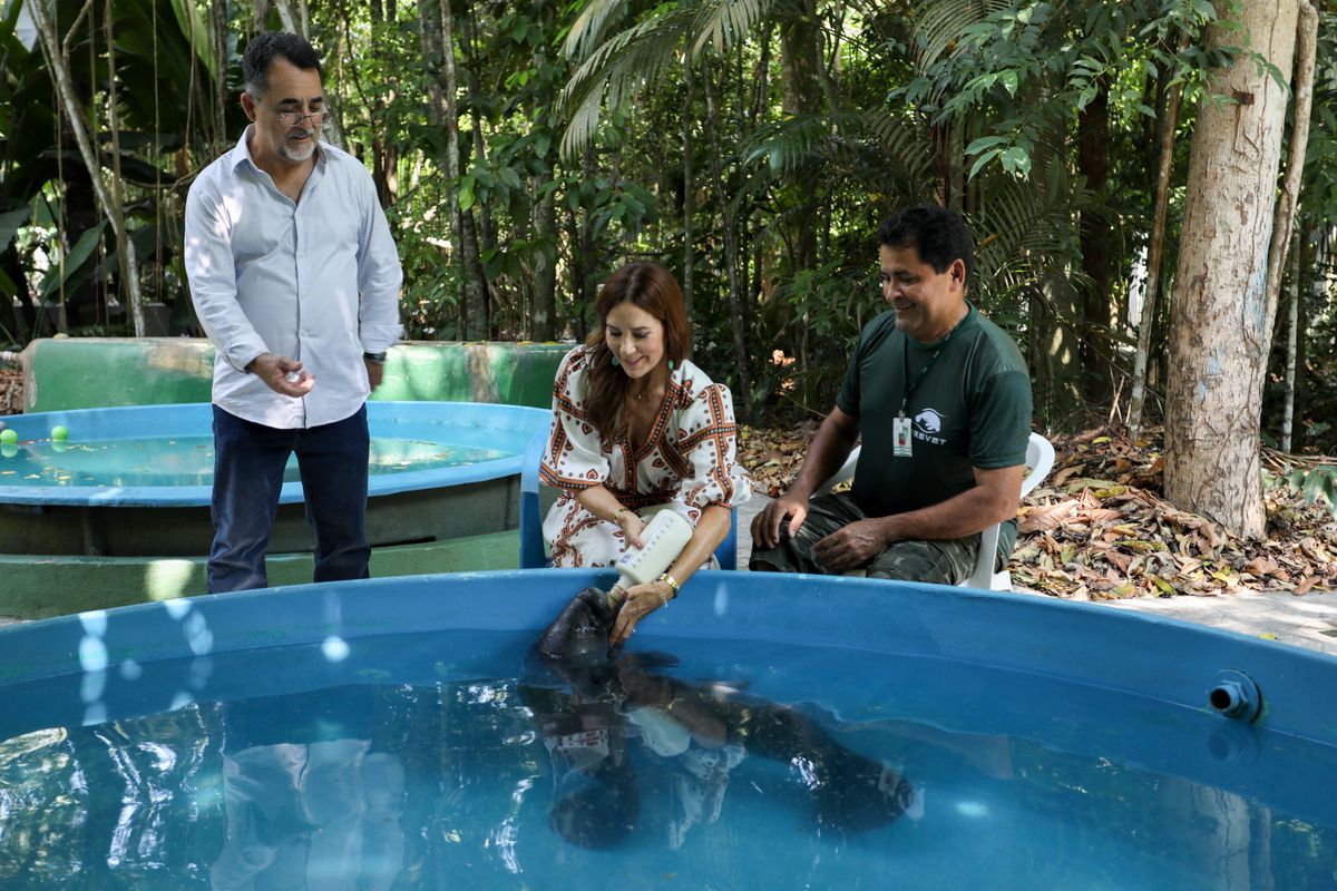 Queen Mary of Denmark (C) breastfeeds a manatee calf next to manatee keeper Daniel Bezerra (R), and veterinarian Anselmo da Fonseca during a visit to the National Institute for Amazonian Research (Inpa), in Manaus, Amazonas state, Brazil, on October 3, 2024. The Queen's visit to Brazil focus on Danish-Brazilian cooperation in biodiversity, health, and combating violence against women.Â  (Photo by MICHAEL DANTAS / AFP) (Photo by MICHAEL DANTAS/AFP via Getty Images)