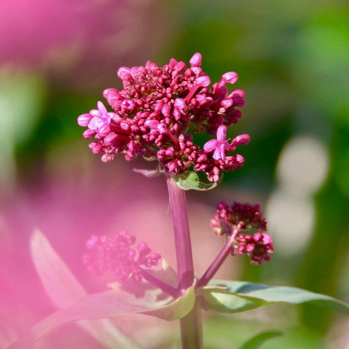 Valerian