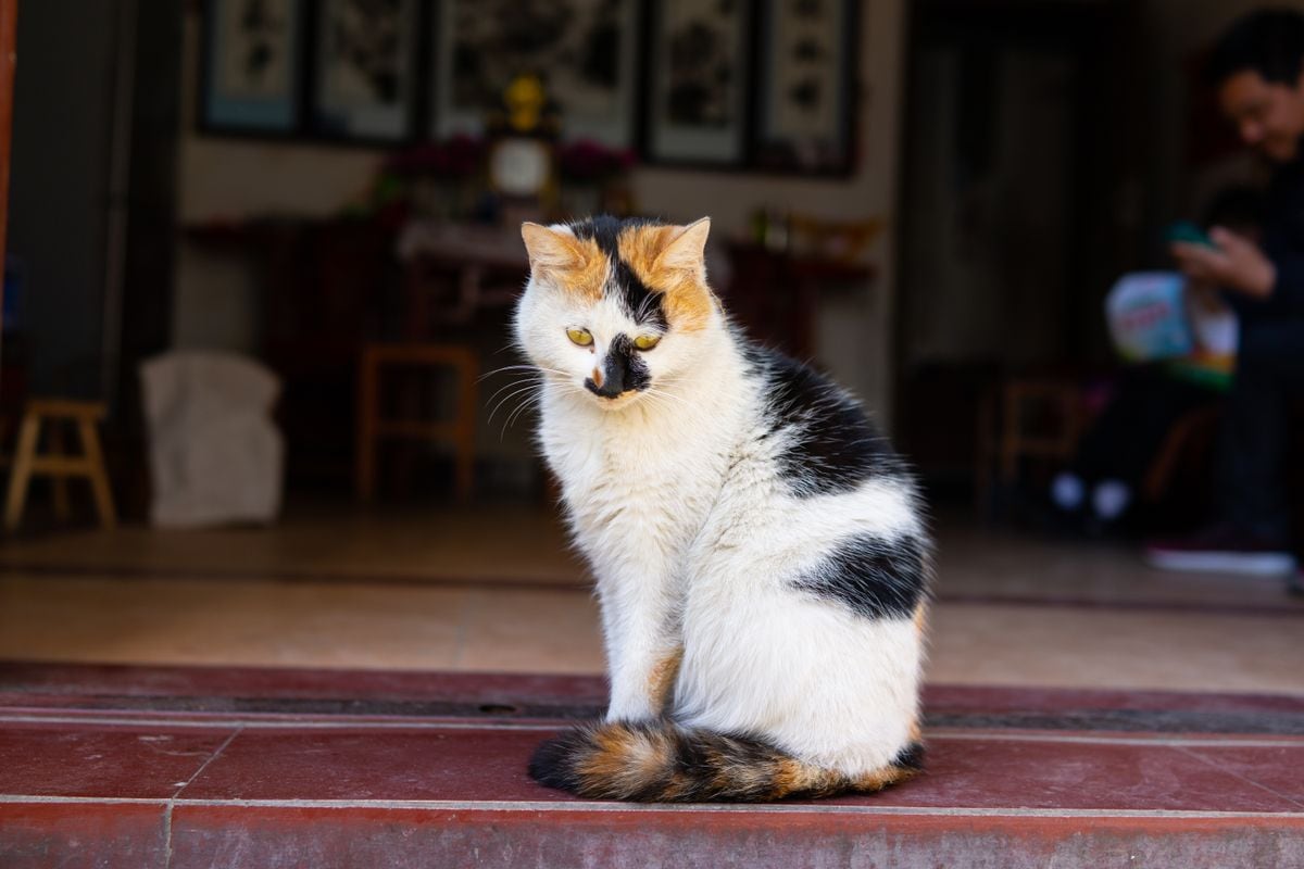  What Is Calico Hair?