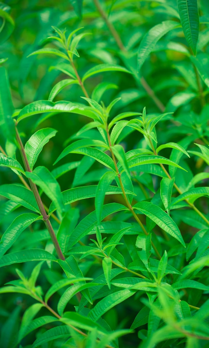 Lemon verbena: Top potential benefits