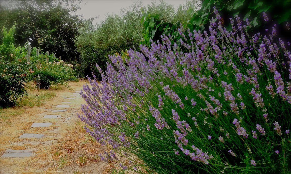 A romantic stroll through lavender fields in Northern California