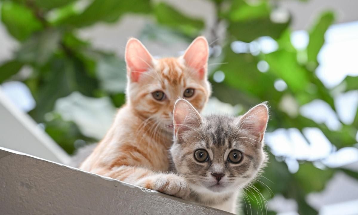 International Cat Day in Turkiye's Istanbul