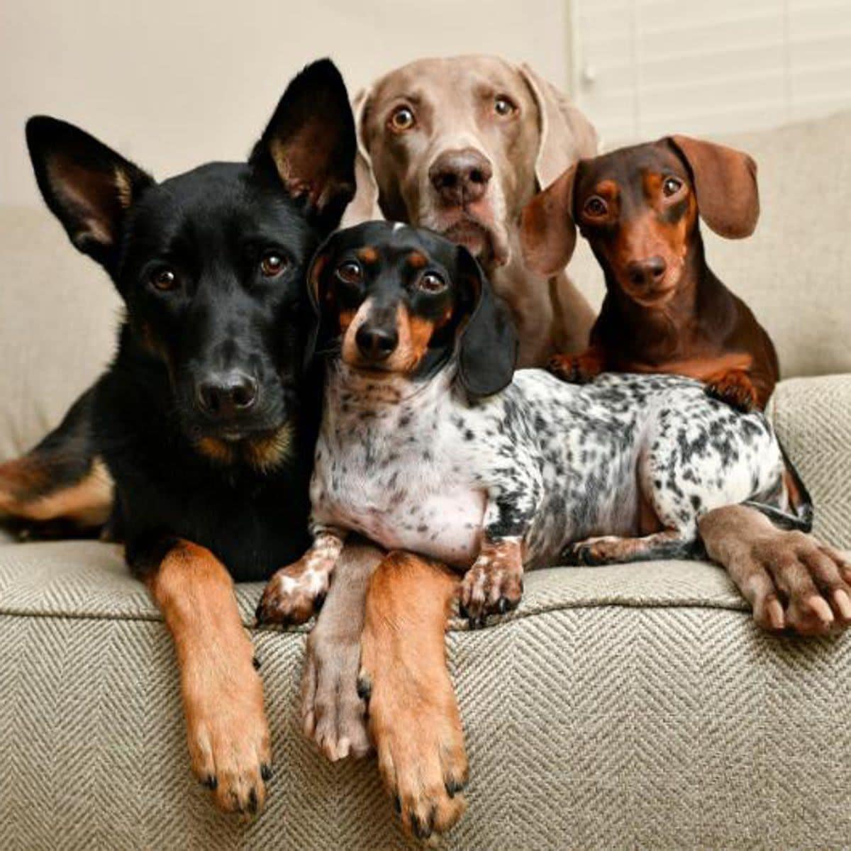 Harlow, Indiana, Reese, Ezra and Mae