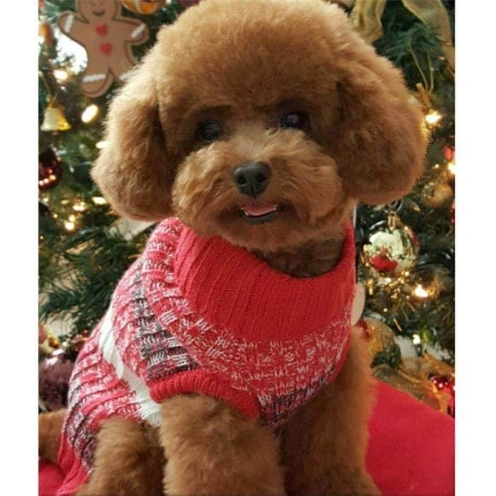 Jacob Tremblay's poodle Rey was decked out in her best Christmas attire for a quick photo in front of the tree.
Photo: Instagram/@jacobtremblay