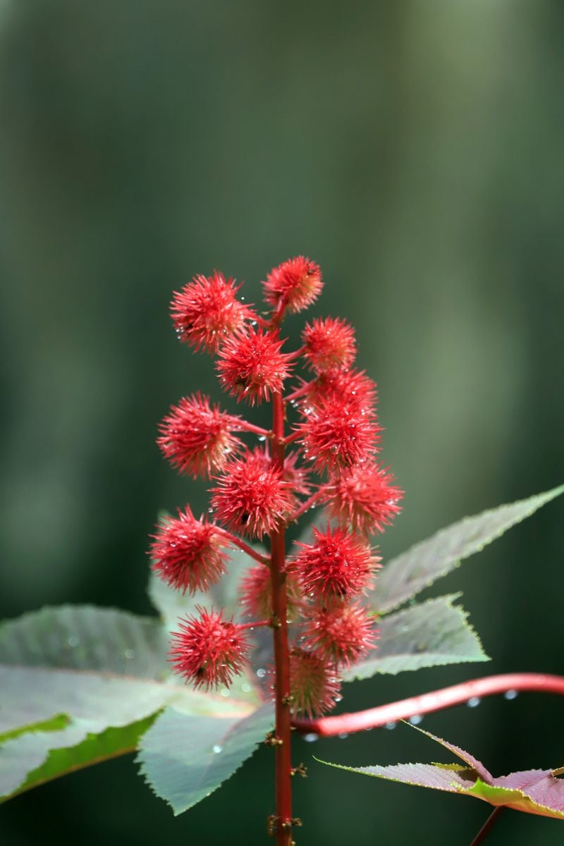 This oil is derived from the seeds of the Ricinus communis plant, which is native to India and Africa. It is extracted through a cold pressing method, ensuring the purest castor oil is obtained.