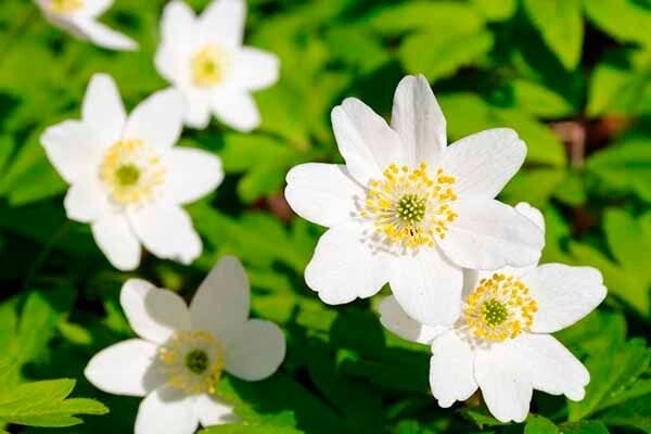 White spring flowers anemone 