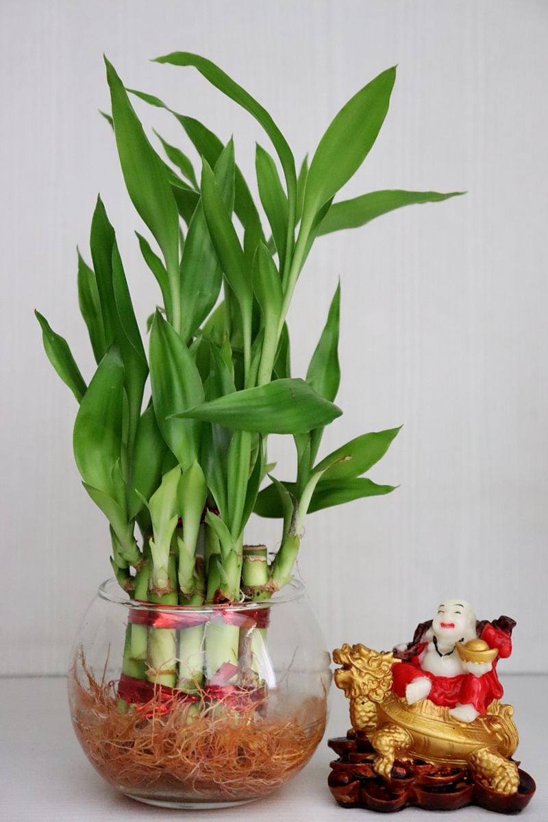 Lucky Bamboo (Dracaena sanderiana)