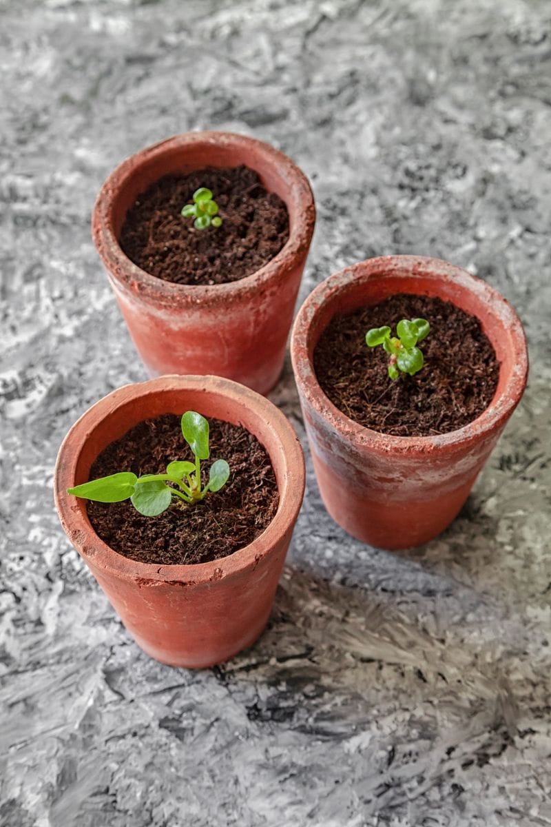  Pilea (Pilea peperomioides)