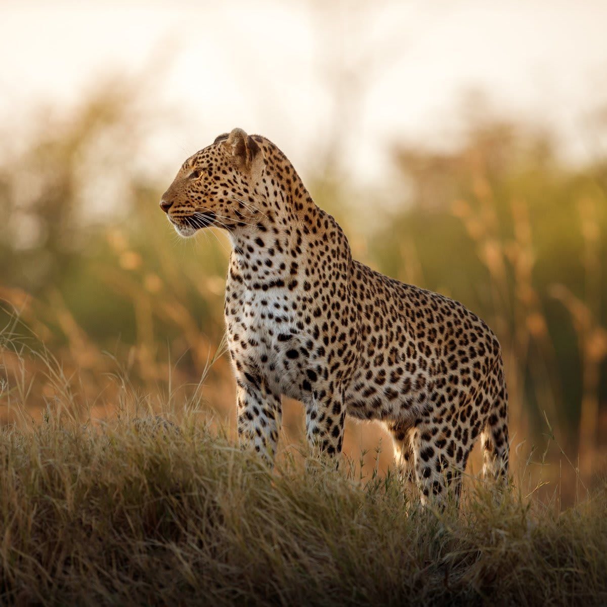 African leopard female pose in beautiful evening light.