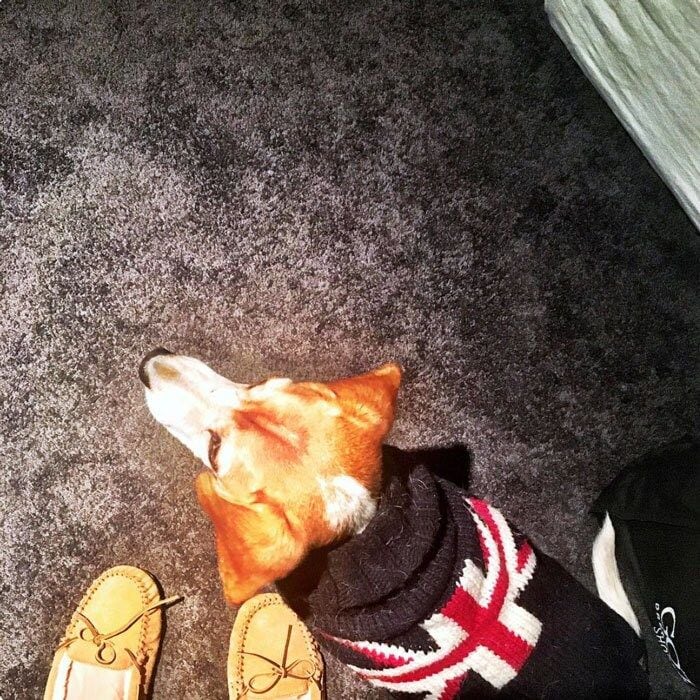 Meghan Markle's dog is already embracing her royal beau's native country. The <i>Suits</i> actress posted a snap of her pup "Guy" wearing a Union Jack sweater. Attached to the post, Prince Harry's girlfriend penned, "For the love of hand-me-downs. This was Bogart's sweater when he was a puppy, and now it's keeping Guy warm. #puppylove #adoptdontshop #reducereuserecycle."
Photo: Instagram/@meghanmarkle