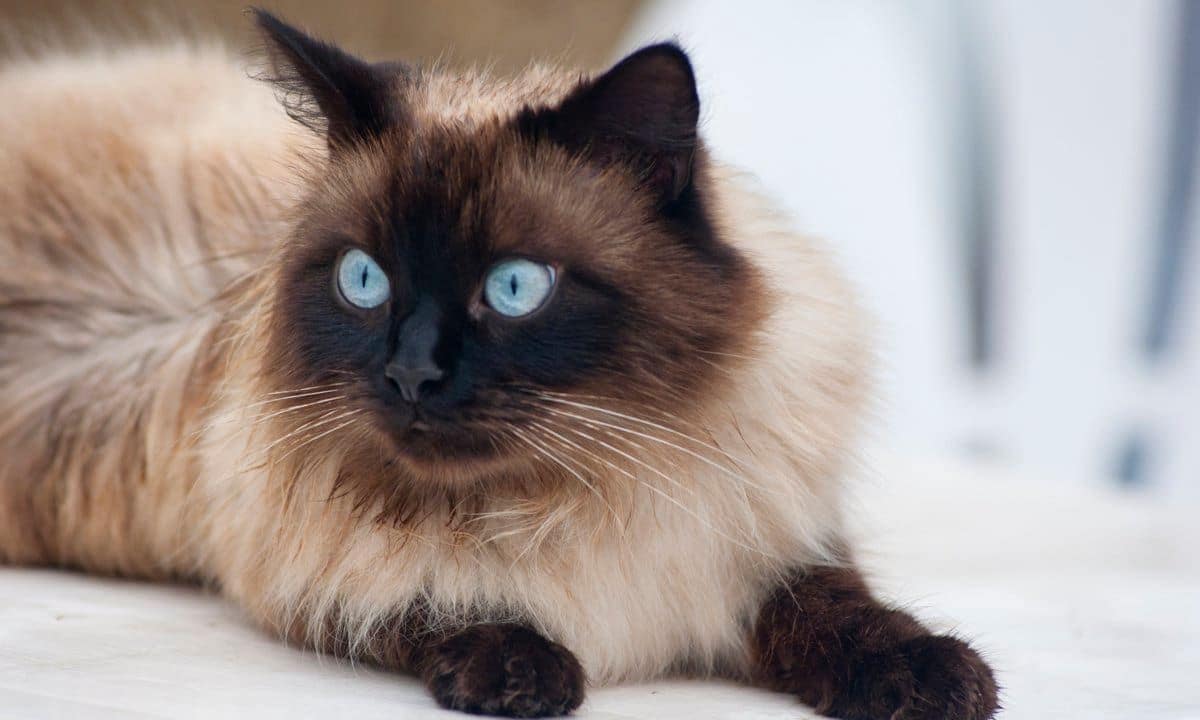 Ragdoll cat looking alert