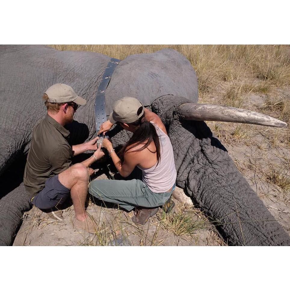 Meghan and Harry worked with elephants in Botswana back in 2017