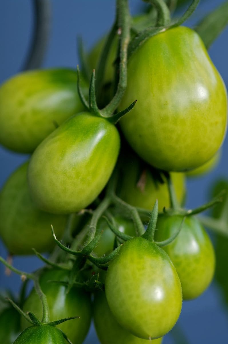 Green tomatoes 